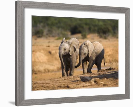 Baby Elephants, Playing in Addo Elephant National Park, South Africa-Steve & Ann Toon-Framed Photographic Print