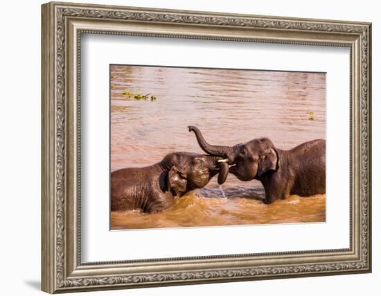 Baby elephants playing in the river, Chitwan Elephant Sanctuary, Nepal, Asia-Laura Grier-Framed Photographic Print