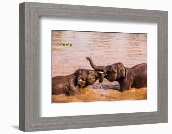 Baby elephants playing in the river, Chitwan Elephant Sanctuary, Nepal, Asia-Laura Grier-Framed Photographic Print
