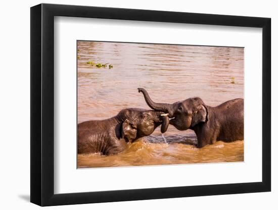 Baby elephants playing in the river, Chitwan Elephant Sanctuary, Nepal, Asia-Laura Grier-Framed Photographic Print