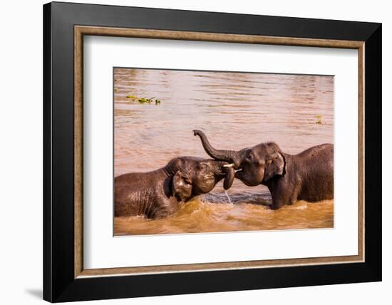 Baby elephants playing in the river, Chitwan Elephant Sanctuary, Nepal, Asia-Laura Grier-Framed Photographic Print