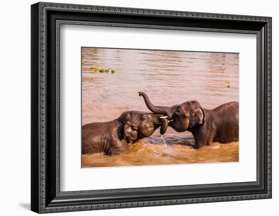 Baby elephants playing in the river, Chitwan Elephant Sanctuary, Nepal, Asia-Laura Grier-Framed Photographic Print