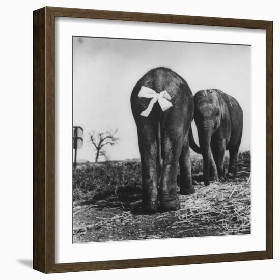 Baby Elephants Rehearsing For a Performance-Loomis Dean-Framed Photographic Print