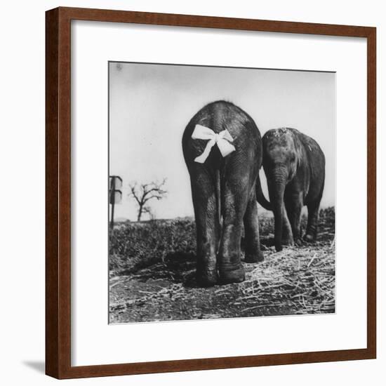 Baby Elephants Rehearsing For a Performance-Loomis Dean-Framed Photographic Print