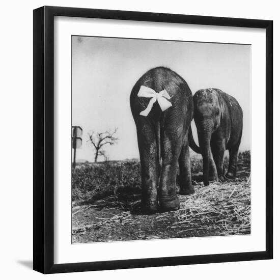 Baby Elephants Rehearsing For a Performance-Loomis Dean-Framed Photographic Print