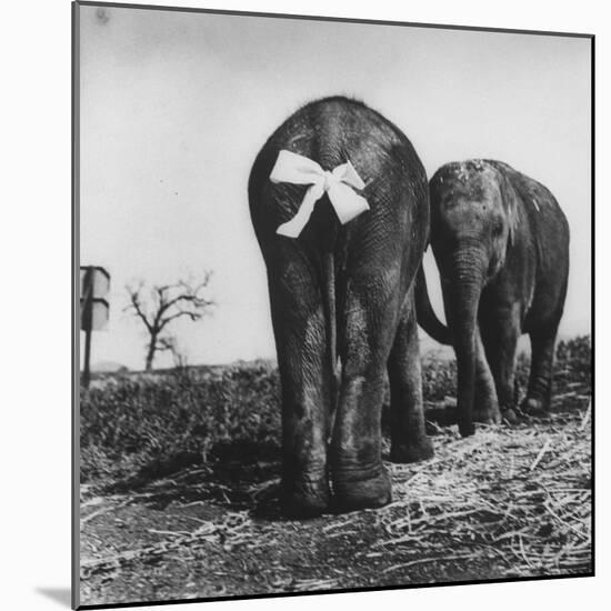 Baby Elephants Rehearsing For a Performance-Loomis Dean-Mounted Photographic Print