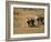 Baby Elephants, Running Towards Water in Addo Elephant National Park, South Africa-Steve & Ann Toon-Framed Photographic Print