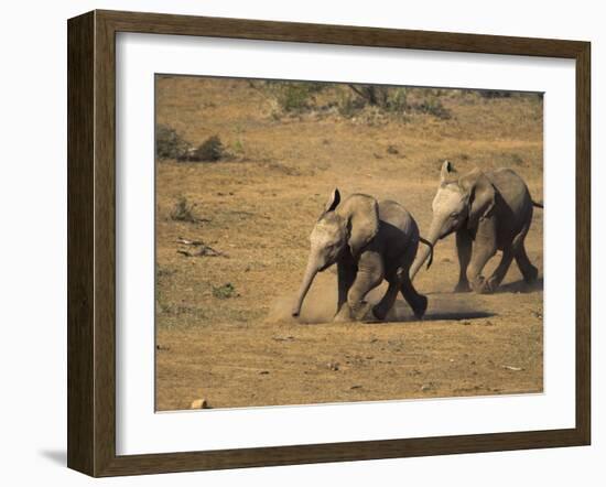 Baby Elephants, Running Towards Water in Addo Elephant National Park, South Africa-Steve & Ann Toon-Framed Photographic Print