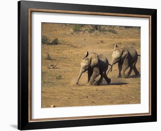 Baby Elephants, Running Towards Water in Addo Elephant National Park, South Africa-Steve & Ann Toon-Framed Photographic Print