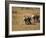 Baby Elephants, Running Towards Water in Addo Elephant National Park, South Africa-Steve & Ann Toon-Framed Photographic Print