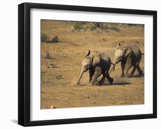 Baby Elephants, Running Towards Water in Addo Elephant National Park, South Africa-Steve & Ann Toon-Framed Photographic Print