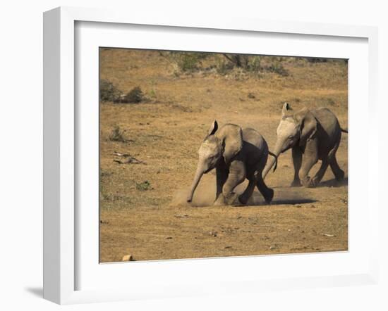 Baby Elephants, Running Towards Water in Addo Elephant National Park, South Africa-Steve & Ann Toon-Framed Photographic Print