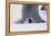 Baby Emperor Penguin Warming beneath an Adult-DLILLC-Framed Premier Image Canvas