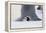 Baby Emperor Penguin Warming beneath an Adult-DLILLC-Framed Premier Image Canvas