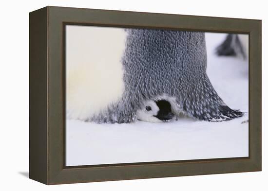 Baby Emperor Penguin Warming beneath an Adult-DLILLC-Framed Premier Image Canvas