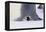 Baby Emperor Penguin Warming beneath an Adult-DLILLC-Framed Premier Image Canvas