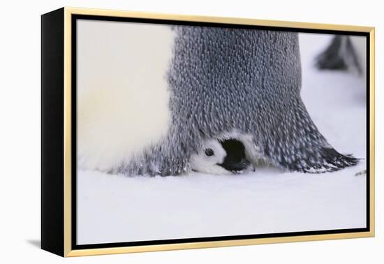 Baby Emperor Penguin Warming beneath an Adult-DLILLC-Framed Premier Image Canvas