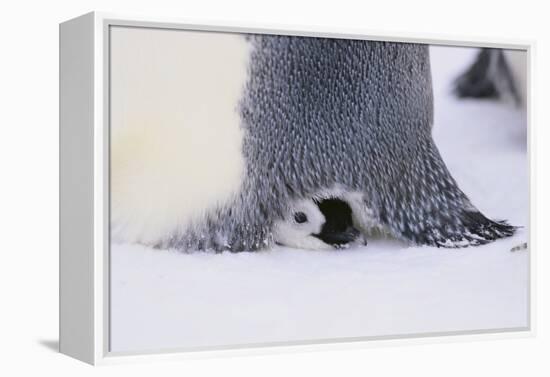 Baby Emperor Penguin Warming beneath an Adult-DLILLC-Framed Premier Image Canvas