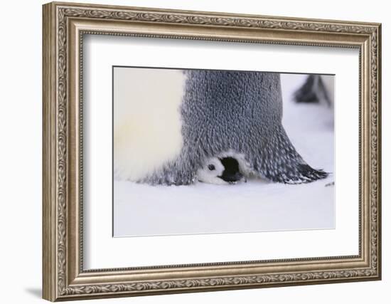 Baby Emperor Penguin Warming beneath an Adult-DLILLC-Framed Photographic Print