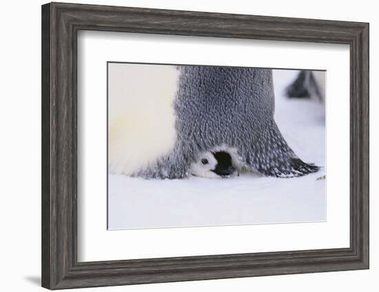 Baby Emperor Penguin Warming beneath an Adult-DLILLC-Framed Photographic Print