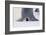 Baby Emperor Penguin Warming beneath an Adult-DLILLC-Framed Photographic Print