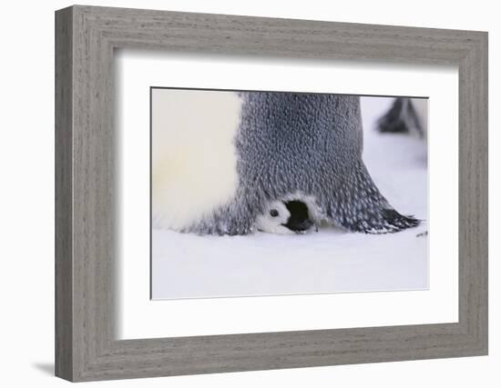 Baby Emperor Penguin Warming beneath an Adult-DLILLC-Framed Photographic Print