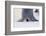 Baby Emperor Penguin Warming beneath an Adult-DLILLC-Framed Photographic Print