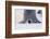 Baby Emperor Penguin Warming beneath an Adult-DLILLC-Framed Photographic Print