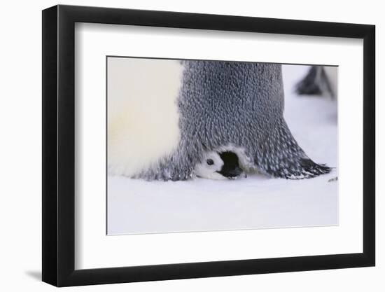 Baby Emperor Penguin Warming beneath an Adult-DLILLC-Framed Photographic Print