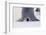 Baby Emperor Penguin Warming beneath an Adult-DLILLC-Framed Photographic Print