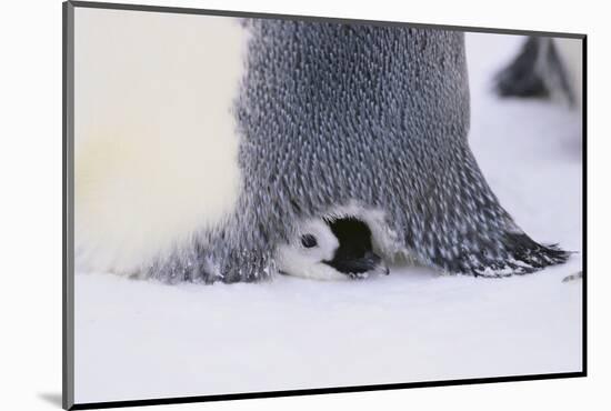 Baby Emperor Penguin Warming beneath an Adult-DLILLC-Mounted Photographic Print