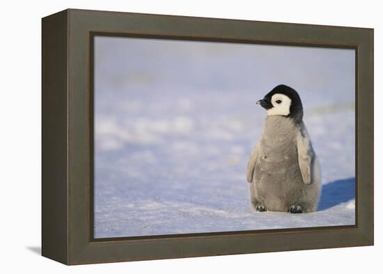 Baby Emperor Penguin-DLILLC-Framed Premier Image Canvas