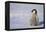 Baby Emperor Penguin-DLILLC-Framed Premier Image Canvas