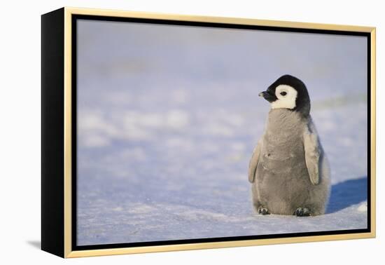 Baby Emperor Penguin-DLILLC-Framed Premier Image Canvas