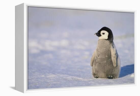 Baby Emperor Penguin-DLILLC-Framed Premier Image Canvas