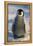 Baby Emperor Penguin-DLILLC-Framed Premier Image Canvas