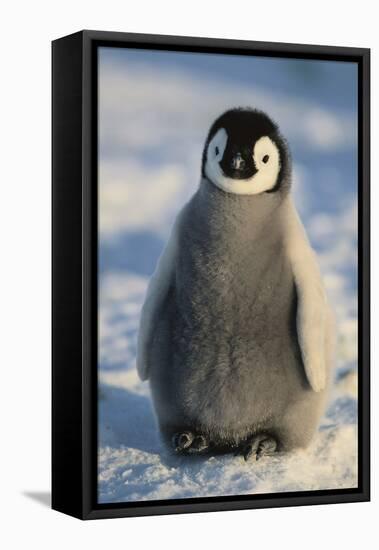 Baby Emperor Penguin-DLILLC-Framed Premier Image Canvas