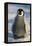 Baby Emperor Penguin-DLILLC-Framed Premier Image Canvas