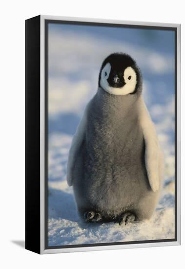 Baby Emperor Penguin-DLILLC-Framed Premier Image Canvas