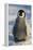 Baby Emperor Penguin-DLILLC-Framed Premier Image Canvas