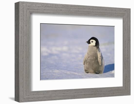 Baby Emperor Penguin-DLILLC-Framed Photographic Print