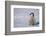 Baby Emperor Penguin-DLILLC-Framed Photographic Print