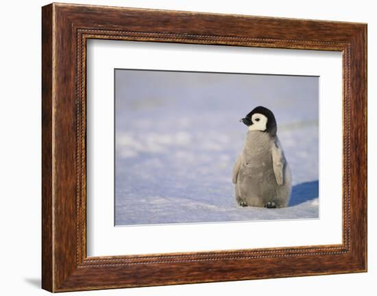 Baby Emperor Penguin-DLILLC-Framed Photographic Print