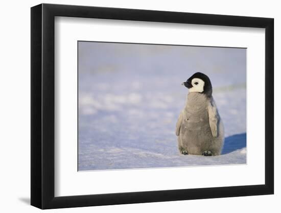 Baby Emperor Penguin-DLILLC-Framed Photographic Print