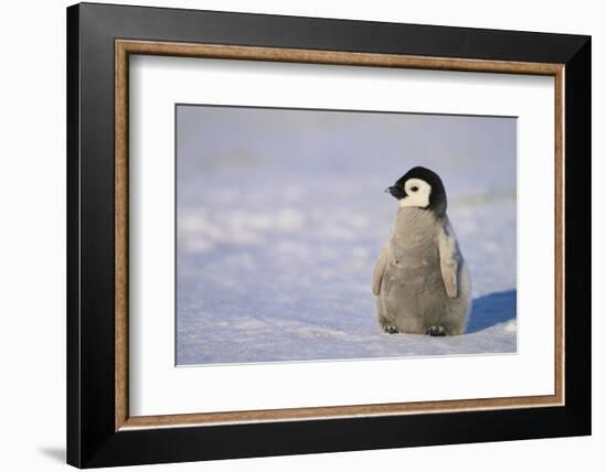 Baby Emperor Penguin-DLILLC-Framed Photographic Print