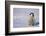 Baby Emperor Penguin-DLILLC-Framed Photographic Print