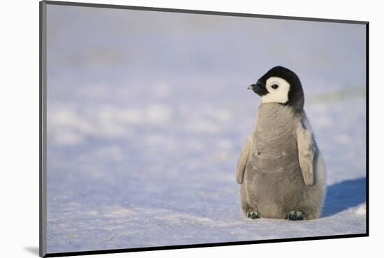 Baby Emperor Penguin-DLILLC-Mounted Photographic Print