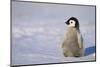 Baby Emperor Penguin-DLILLC-Mounted Photographic Print