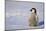 Baby Emperor Penguin-DLILLC-Mounted Photographic Print