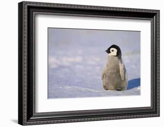 Baby Emperor Penguin-DLILLC-Framed Photographic Print